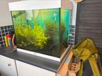 Juwel lido 120 wit met Eheim Experience 150, Ophalen, Gebruikt, Gevuld zoetwateraquarium