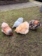 Cochin kriel - Hennen, Dieren en Toebehoren, Pluimvee, Vrouwelijk, Kip