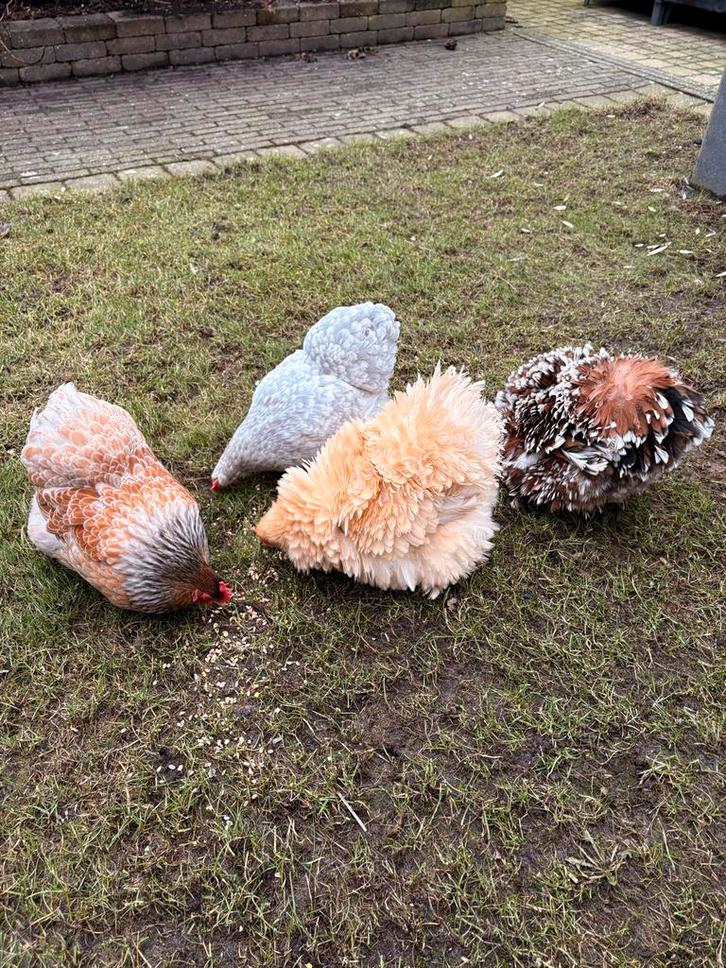 Cochin kriel - Hennen, Dieren en Toebehoren, Pluimvee, Kip, Vrouwelijk