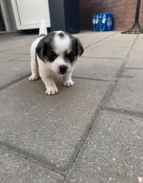 Jack Russel x Pomeriaan  pups, Dieren en Toebehoren, Honden | Jack Russells en Terriërs, Meerdere dieren, Jack Russell Terriër