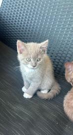 Bombay-British mix kittens