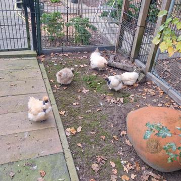  Zijdehoen    krieltjes  citroen kleur  beschikbaar voor biedingen