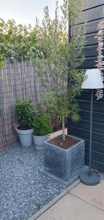 Olijfboom in vierkanten pot en verse aarde, Tuin en Terras, Ophalen of Verzenden, Volle zon, Olijfboom, 100 tot 250 cm