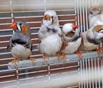 zebravinken, Dieren en Toebehoren, Meerdere dieren, Tropenvogel