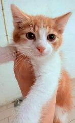 Kittens, Dieren en Toebehoren, Katten en Kittens | Overige Katten, Meerdere dieren, Kortharig, 0 tot 2 jaar