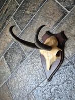 Prachtige Gems hoorns/gewei op donker eiken schild e73 Jacht, Verzamelen, Ophalen of Verzenden, Zo goed als nieuw, Wild dier, Gewei of Kop