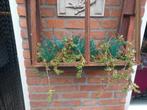 Oude stalraam met koperen bak met vetplanten, Ophalen, Gebruikt, Minder dan 30 cm, Minder dan 60 cm