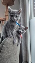 Blauwe rus kittens, Meerdere dieren, Ontwormd, 0 tot 2 jaar