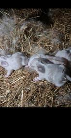 Minilopjes hangoor dwerg konijntjes te reserveren🩵🐰🩷, Dieren en Toebehoren, Konijnen, Meerdere dieren, Klein, Hangoor, 0 tot 2 jaar