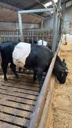 Zwarte lakenvelder stier, Dieren en Toebehoren, Runderen, Mannelijk