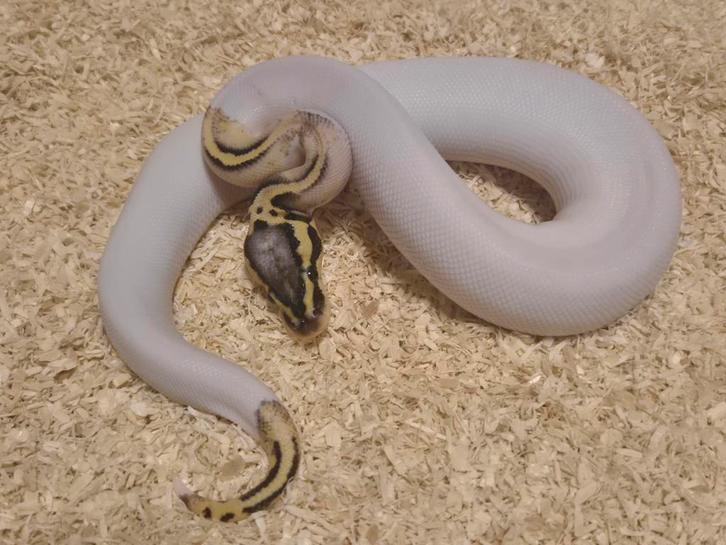 Python regius 0.1 super pastel piebald het clown