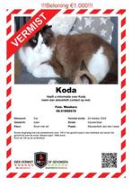 Ragdoll nieuwerkerk vermist 1000 euro, Dieren en Toebehoren, Kater