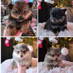 Unieke pomeriaan pups 😍 merle en sable tricolor. MOGEN MEE!, Keeshond, 8 tot 15 weken, Geslacht onbekend, CDV (hondenziekte)