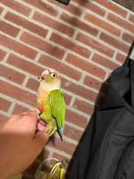 Tamme Pyrrhura, Dieren en Toebehoren, Mannelijk, Parkiet, Pratend