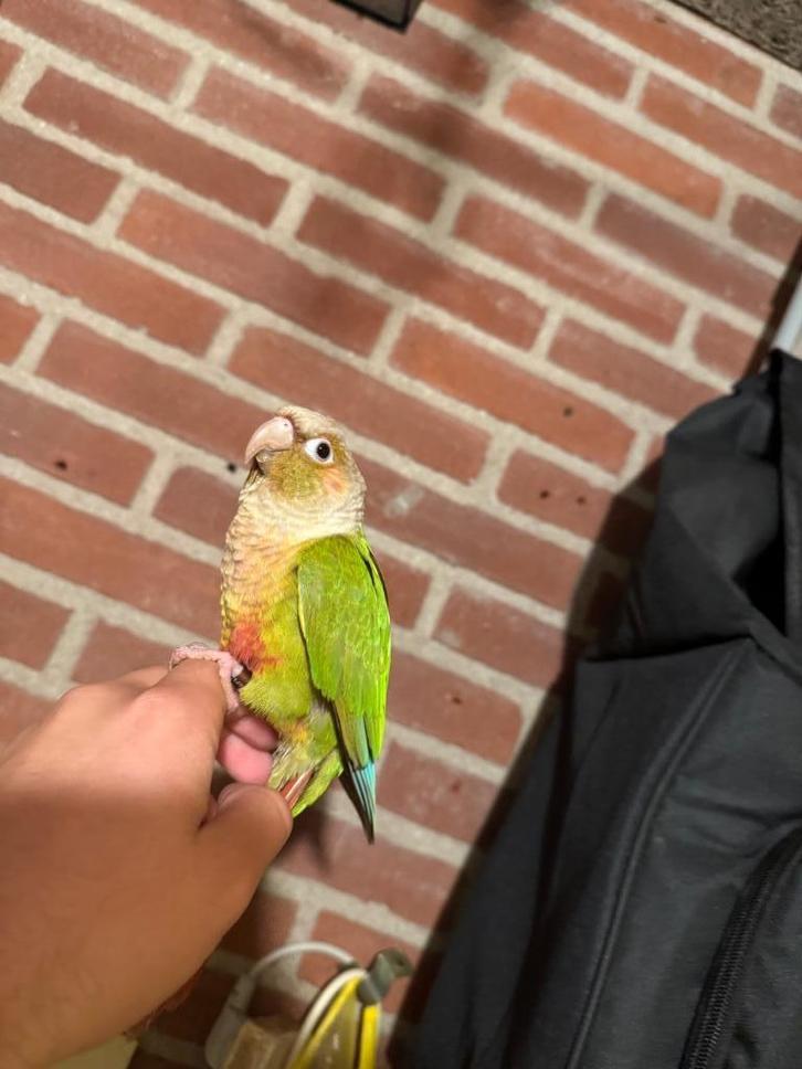 Tamme Pyrrhura, Dieren en Toebehoren, Vogels | Parkieten en Papegaaien, Parkiet, Mannelijk, Pratend, Tam, Geringd