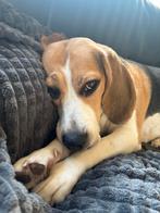 Nieuw liefdevol huisje gezocht voor Luna!, Beagle, Rabiës (hondsdolheid), Teef, Eén hond