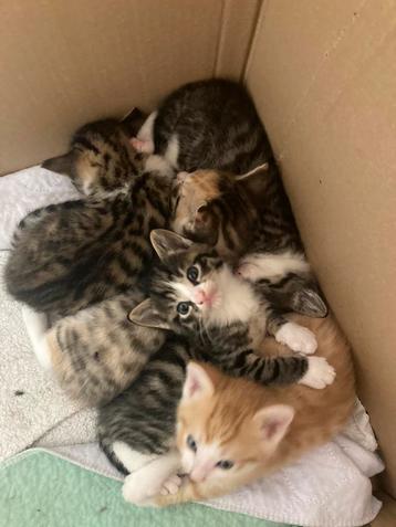 Lieve kittens beschikbaar voor biedingen