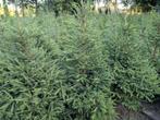 fijnspar, kerstbomen, Tuin en Terras, Planten | Bomen, Ophalen, Zomer, Volle zon, Overige soorten