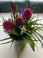 Gezellig plantje, Ophalen of Verzenden