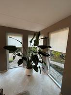 Strelitzia Nicolai XL, Huis en Inrichting, Kamerplanten, Verzenden, Halfschaduw, Minder dan 100 cm