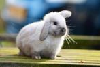 Jonge konijntjes, Meerdere dieren, Klein, Hangoor, 0 tot 2 jaar