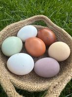 Broedeieren zuiver araucana of araucana x marans te koop., Dieren en Toebehoren, Ophalen of Verzenden, Zo goed als nieuw, Overige typen