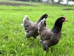 Barnevelder kippen Blauw dubbel gezoomd gesekst en ingeënt, Dieren en Toebehoren, Pluimvee, Vrouwelijk, Kip