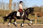 Super gave E-pony te koop!, Dieren en Toebehoren, Pony's, B, Dressuurpony, 3 tot 6 jaar, Merrie