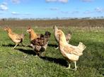 Cream Legbar baby kuikens hennetjes, gesekst en ingeënt, Dieren en Toebehoren, Pluimvee, Vrouwelijk, Kip