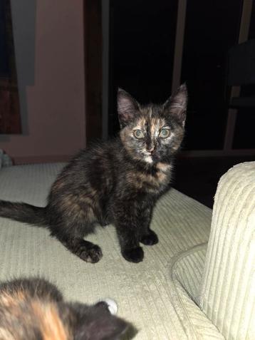 Nog twee lieve kittens beschikbaar  beschikbaar voor biedingen