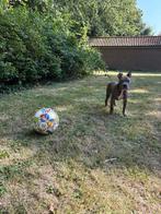 Bella bully xl pup van 9 mnd, Dieren en Toebehoren, Honden | Niet-rashonden, Parvo, 15 weken tot 1 jaar, Teef, Groot