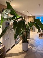 Grote strelitzia, Huis en Inrichting, Kamerplanten, Ophalen, 200 cm of meer, Overige soorten, Halfschaduw