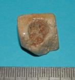 Fossiel Honingraatkoraal - steen M, Verzenden, Fossiel