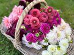 ===>Dahlia knollen Eveline wit paars pluktuin <===, Ophalen of Verzenden, Voorjaar, Volle zon, Knol