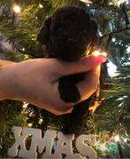 2 Toy poedel zwart, prijs reutje zie advertentie, Dieren en Toebehoren, Honden | Chihuahua's en Gezelschapshonden, Poedel, 8 tot 15 weken