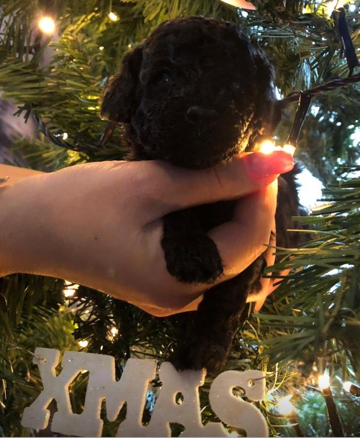 2 Toy poedel zwart, prijs reutje zie advertentie, Dieren en Toebehoren, Honden | Chihuahua's en Gezelschapshonden, Meerdere dieren