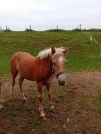 Haflinger hengst veulens, Dieren en Toebehoren, A pony (tot 1.17m), 0 tot 2 jaar
