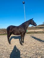 Drachtige KWPN merrie, Merrie, Met stamboom, L, 11 jaar of ouder