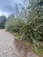 Knotwilg takken gratis afhalen, Ophalen