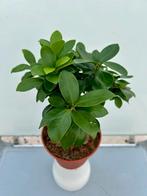 Ficus Ginseng P15 - Kamerplant, Huis en Inrichting, Kamerplanten, Ficus, In pot, Minder dan 100 cm, Groene kamerplant