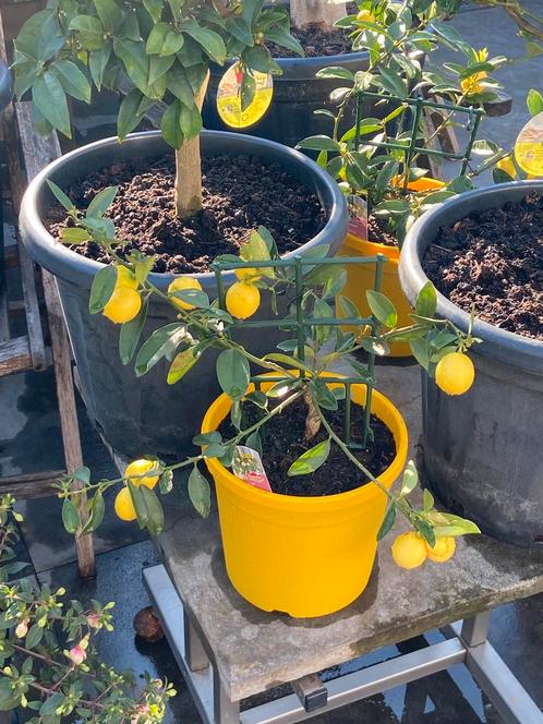 5 x super leuke citrus lime quat in pot aangeboden!!, Tuin en Terras, Planten | Fruitbomen, Citroenboom, Minder dan 100 cm, Volle zon