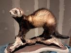 Opgezette bunzing. Taxidermie.  €65, Ophalen of Verzenden, Zo goed als nieuw, Wild dier, Opgezet dier