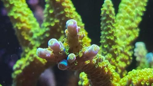 Stekken Acropora green slimer, Dieren en Toebehoren, Vissen | Aquariumvissen, Zoutwatervis, Vis, Schoolvis