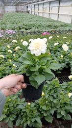 perkplanten , pot dahlia's en  hangingbasket., Ophalen, Zomer, Overige soorten, Volle zon
