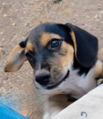 Prachtige pup Banjer, reutje, Dieren en Toebehoren, Honden | Niet-rashonden, Particulier, Rabiës (hondsdolheid), Reu, 8 tot 15 weken