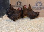 Jonge Wyandotte kriel goud zwart gezoomd gesekst en ingeënt, Dieren en Toebehoren, Pluimvee, Vrouwelijk, Kip
