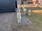 4x alpaca, Dieren en Toebehoren, Overige Dieren, Mei, Meerdere dieren