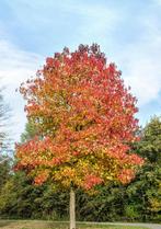Liquidambar styraciflua (amerikaanse amberboom), Tuin en Terras, Planten | Bomen, Overige soorten, Volle zon, Ophalen of Verzenden