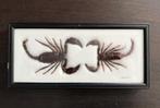 frame met twee taxidermy schorpioenen – zeldzaam/decoratief, Verzamelen, Dierenverzamelingen, Ophalen, Gebruikt, Overige soorten