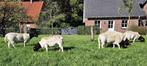Dorper rammen ARR/ARR Maedi vrij, Mannelijk, Schaap